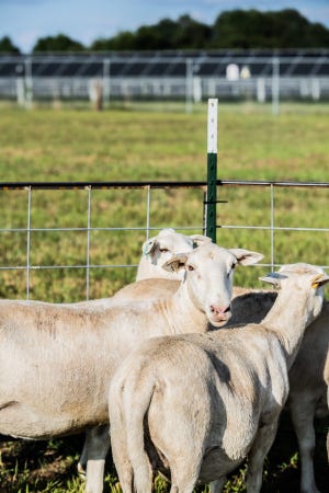 sheep in a field