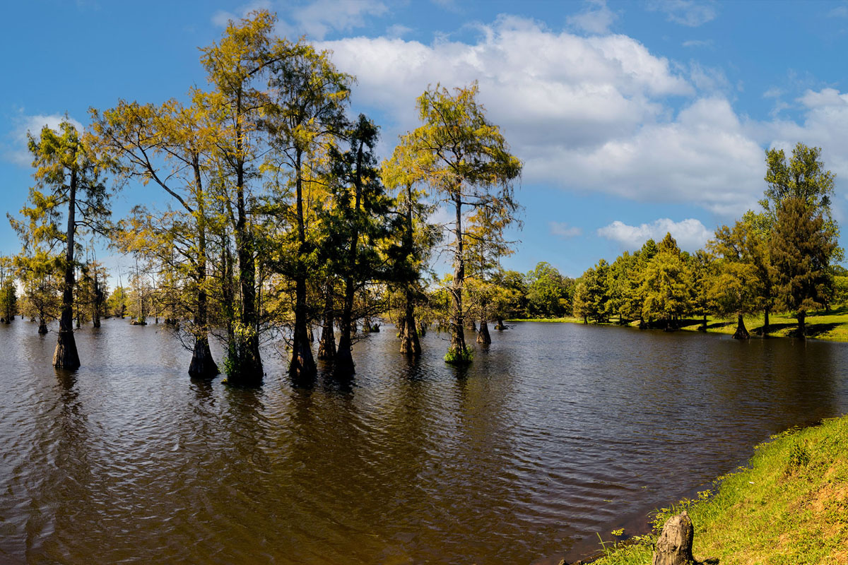 Cypress Trees in Louisiana