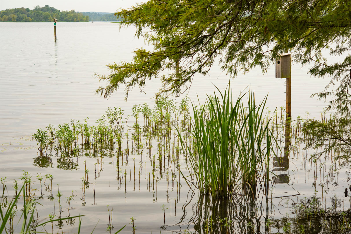 Lake D’Arbonne State park in North Louisiana