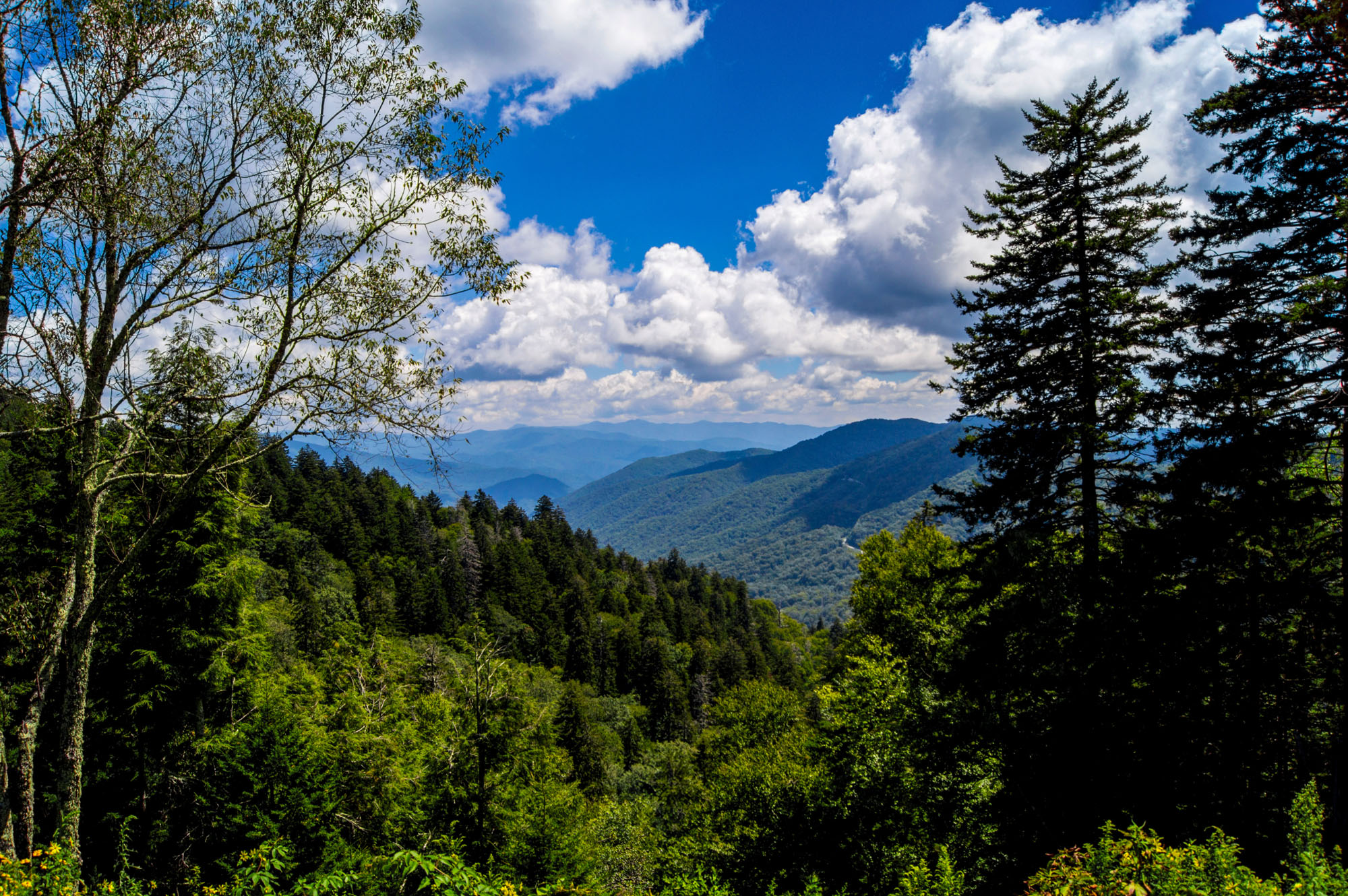 White Pine, TN Solar Farm Clearloop