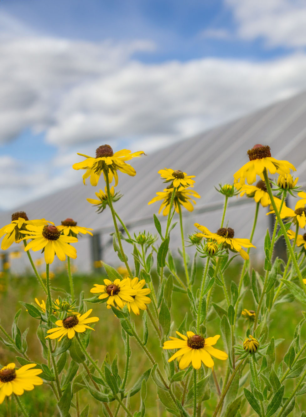 Wild Flowers in a Solar Farm
